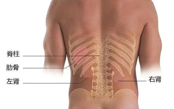 肾疼在哪个位置，在脊椎两侧臀部上方
